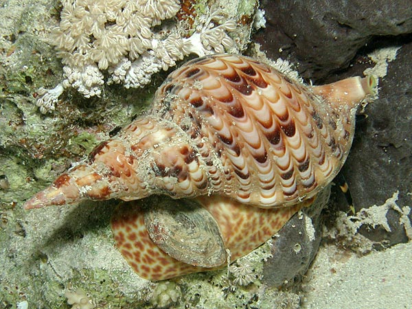 Charonia tritonis